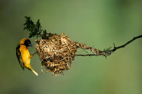 birds-3_result