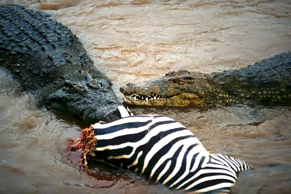 mara-river-crossing-6_result