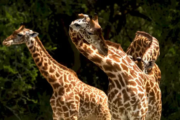 rwanda-luxury-safaris-4_result