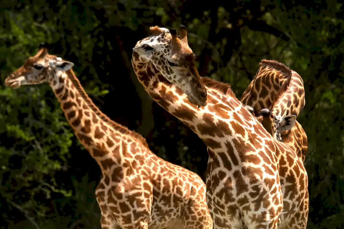 rwanda-luxury-safaris-4_result