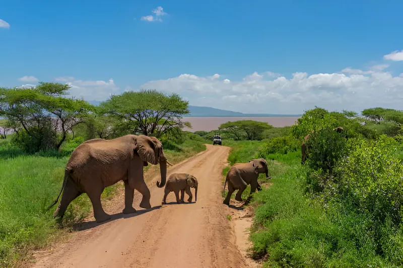 tembo1_result