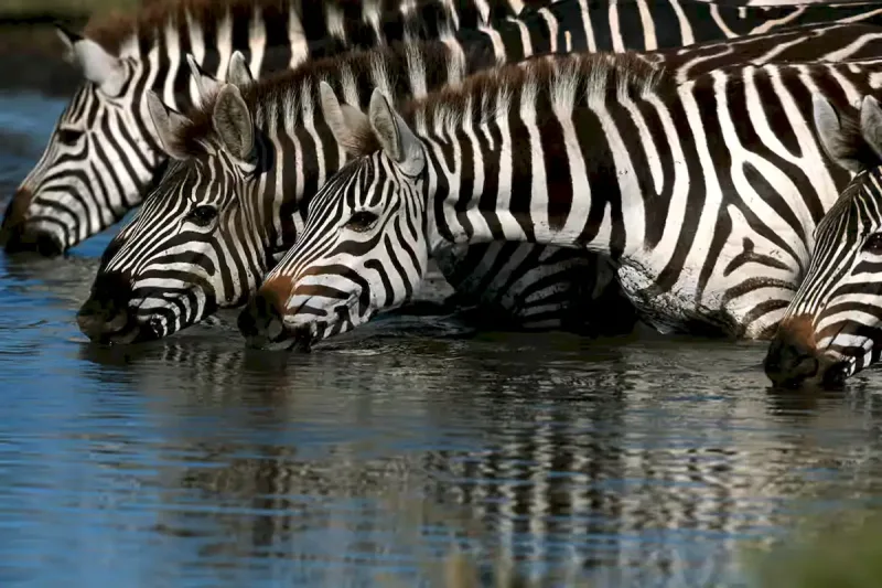 zebra-10_result