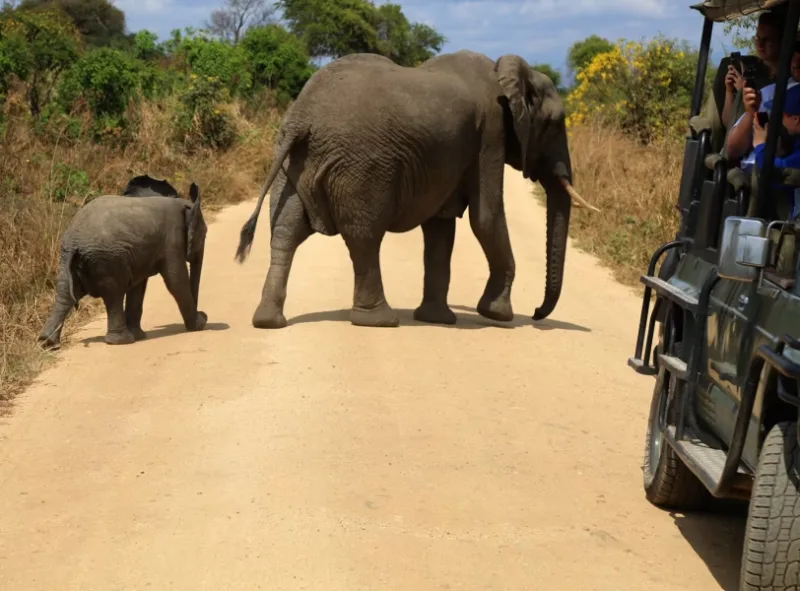Elphant-and-calf in-Serengeti-National-Park.avif