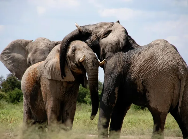 Herd-of-elephants playing-in Tarangire-National Park-Tanzania