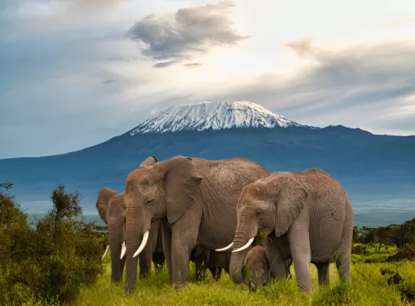 amboseli08