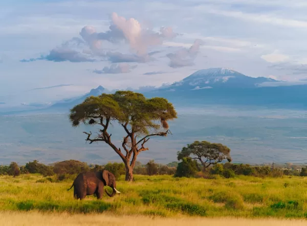 amboseli0982