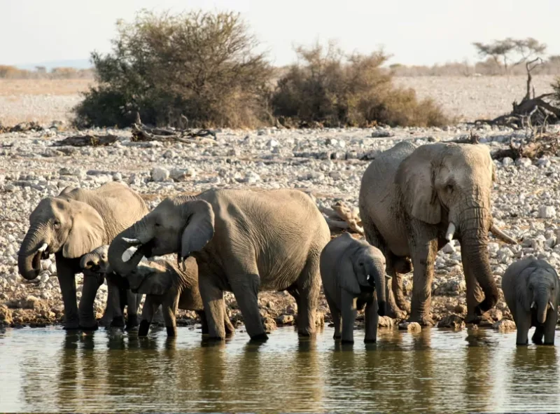 elephant-4