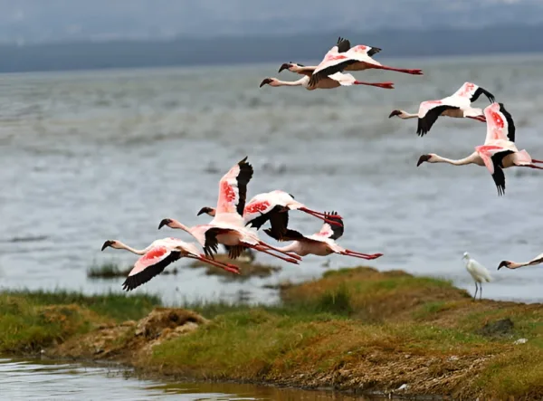 manyara125