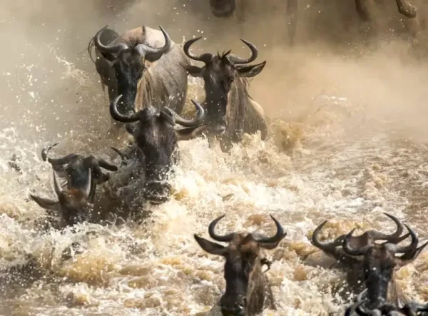 mara-river-crossing-8_result