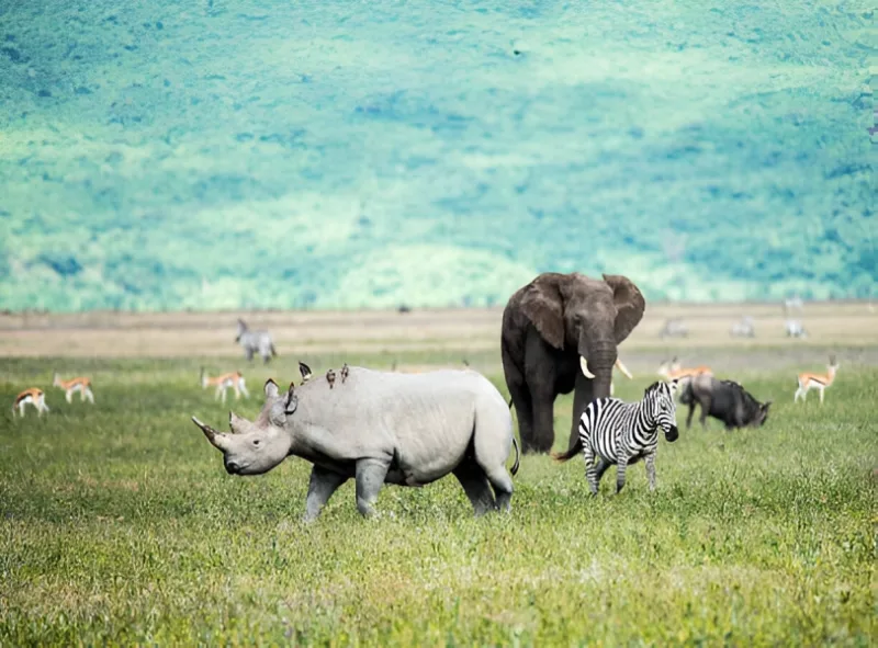 ngorongoro012
