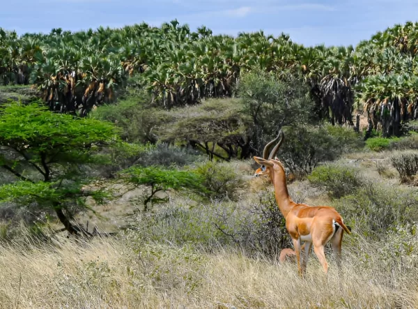 samburu321