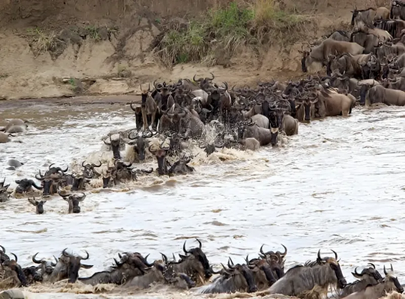 wildebeest-migration-4_result